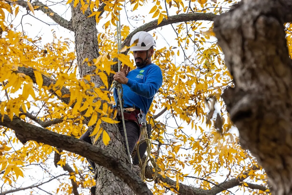 Skilled Storm Damage Cleanup crew working in Warsaw